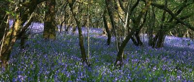 In Bluebell Wood