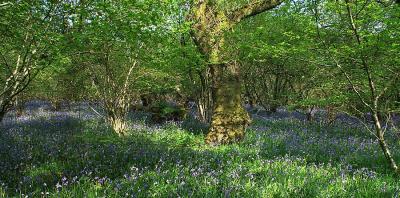 In Bluebell  Wood2