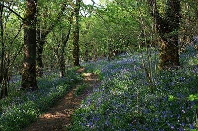 Deep In Bluebell Wood