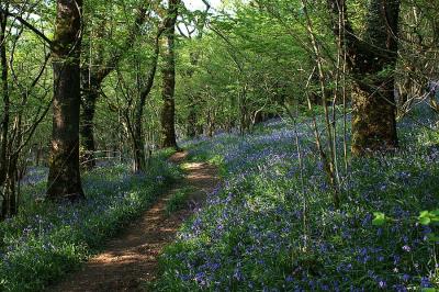 g4/54/91454/3/60613479.DeepInBluebellWood.jpg