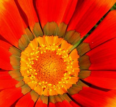 Gazania 1.jpg