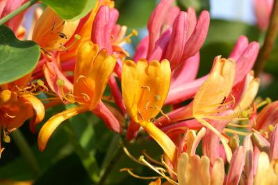 HoneySuckle2.jpg