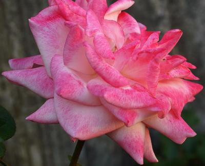 RoseLateEvening2.jpg