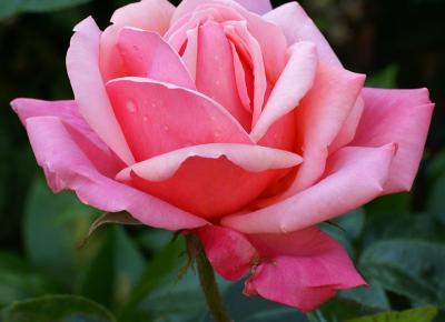 RoseinEveningLight.jpg