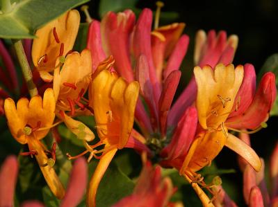 HoneySuckle3.jpg