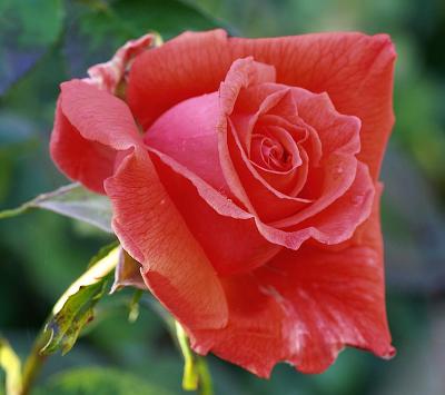 SquareRose.jpg
