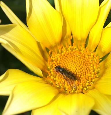 FlyinFlower.jpg