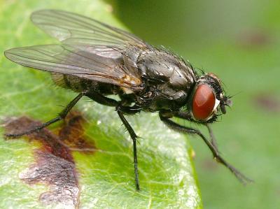 Fly1.jpg