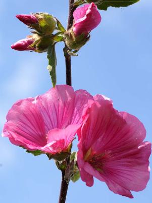 MallowFlowers.jpg
