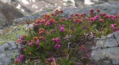 Heather and Lichen on the edge