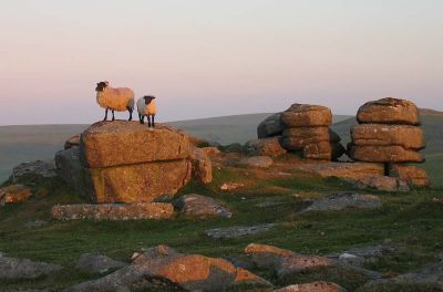 Sheep on the Rocks at Sunset