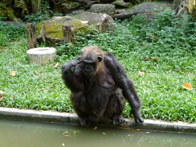 Chiang Mai Zoo