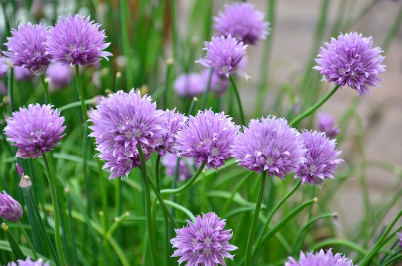 Chives Nice to look at and to eat