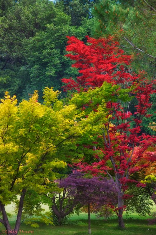 Colourfull Trees in Parco Sigurta.