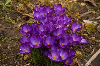 Crocus in the Morning 11:30 am