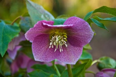 Helleborus 2