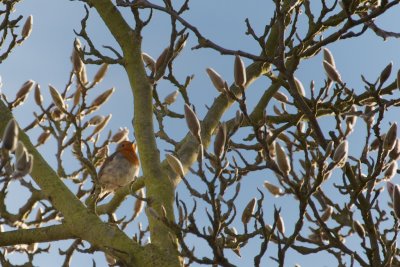 A Robin in the Magnolia Tree
