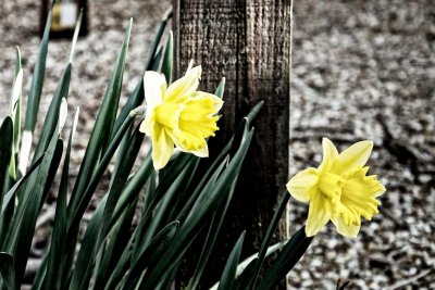 Spring Strikes Back