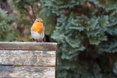 Robin in the Garden