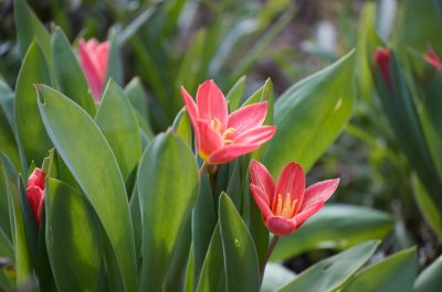 Latest Tulips Blossom