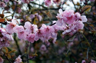 Cherry Blossom