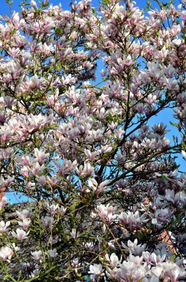 Magnolia Tree in the Sun