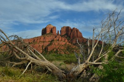 Cathedrel Rock and tree