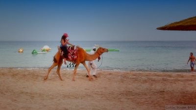 Texting on a camel is that allowed