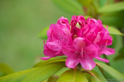 Rhododendron