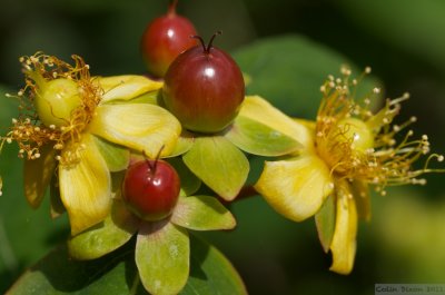 Berries of  Hypericum