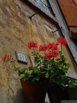 Italian wall flowers