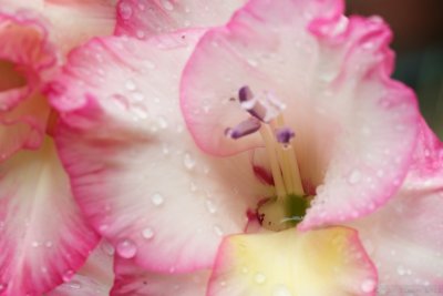 Gladioli