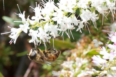 Sunshine and Pollen