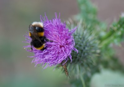 Thistle and the Bee