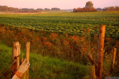 Autumn harvest time.