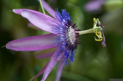 Passion Flower.