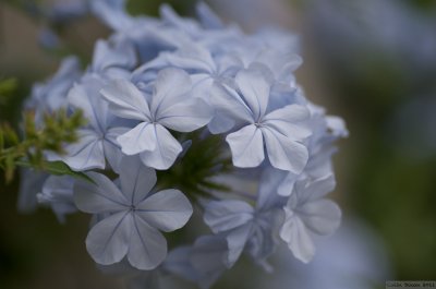 Conservatory Flowers 1.