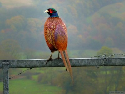 Anyone for a Pheasant.