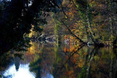 Derwent River Reflections 1