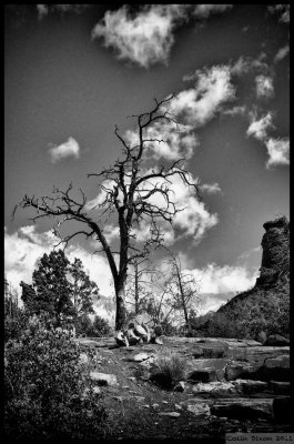 One Tree Hill - Arizona