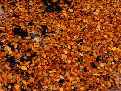 A river full of leaves