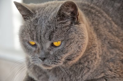 Old Yellow Eyes.