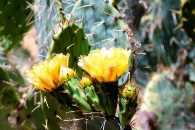 Cactus Flowers -Arizona.
