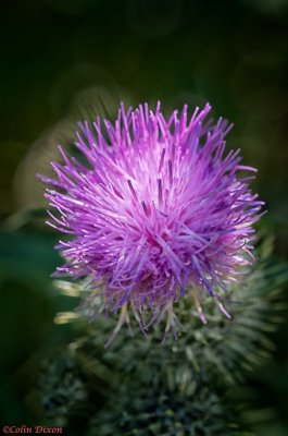Thistle in the shade.