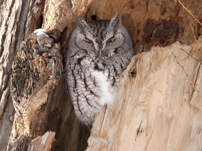 Eastern Screech Owl - Lake Hiawatha