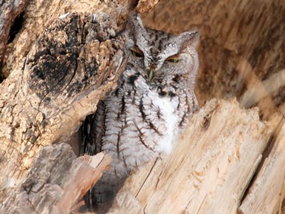 Eastern Screech Owl - Lake Hiawatha