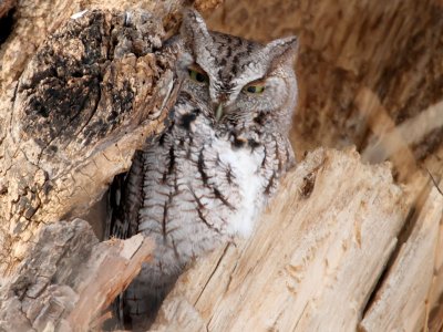 Eastern Screech Owl - Lake Hiawatha