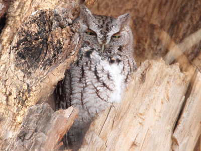Eastern Screech Owl - Lake Hiawatha