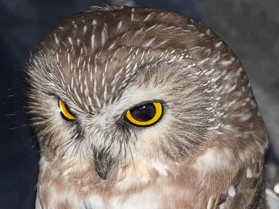 Northern Saw-whet Owl - Banding at Hawk Ridge