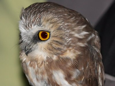 Northern Saw-whet Owl - Banding at Hawk Ridge